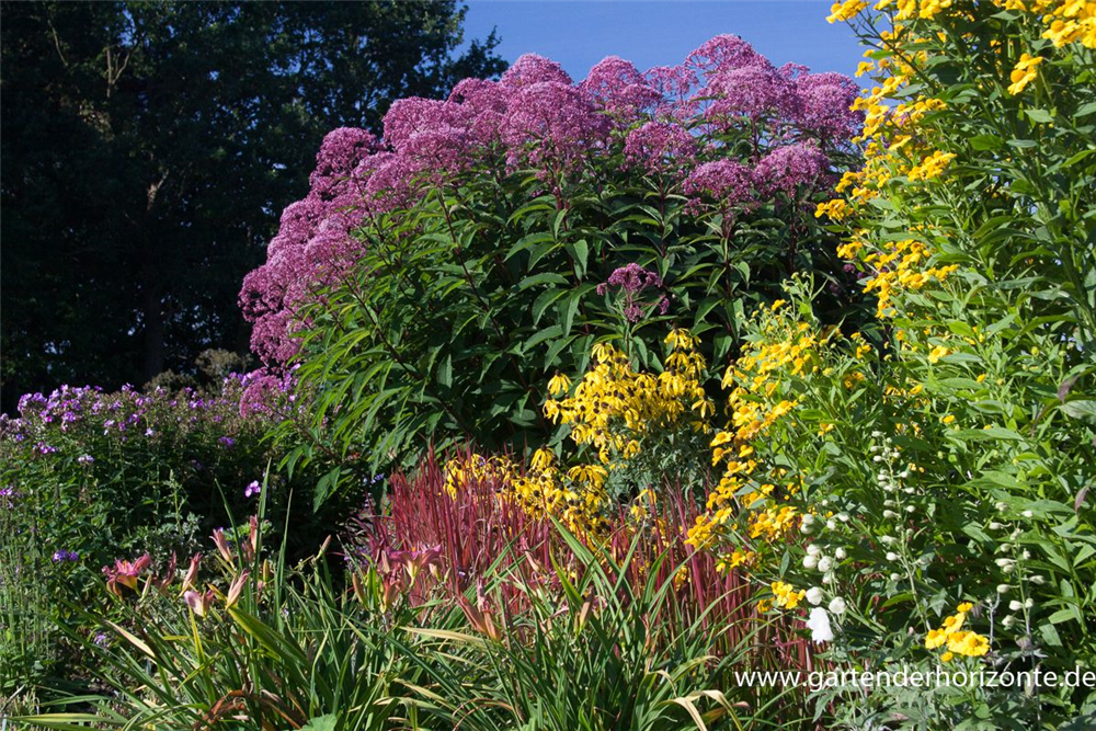 Großer Garten-Wasserdost 'Glutball'