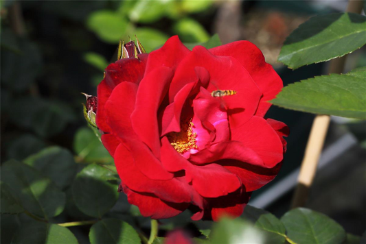 Kletterrose 'Santana'®