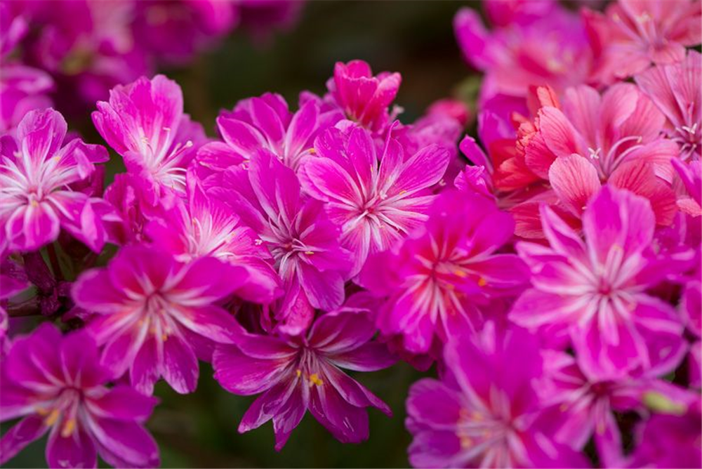 Garten-Bitterwurz 'Regenbogen'