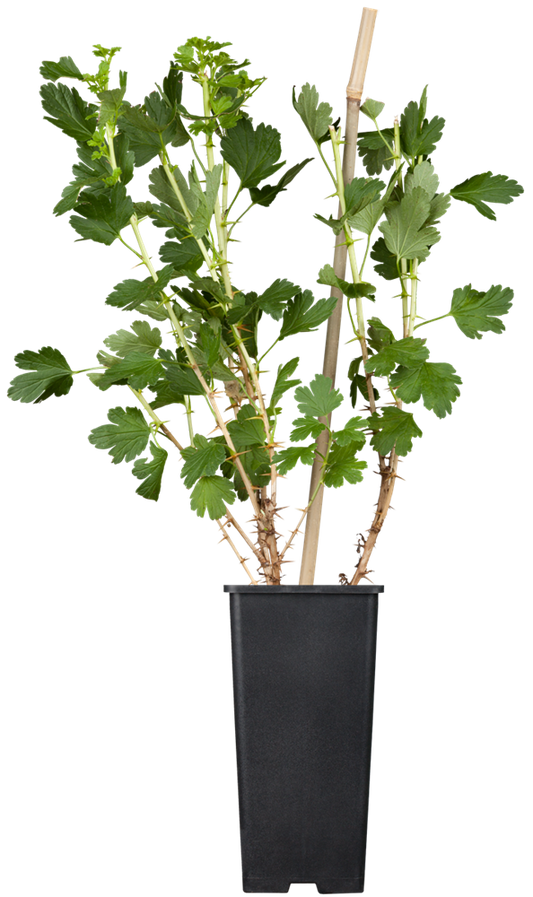 Stachelbeere 'Hinnonmäki'