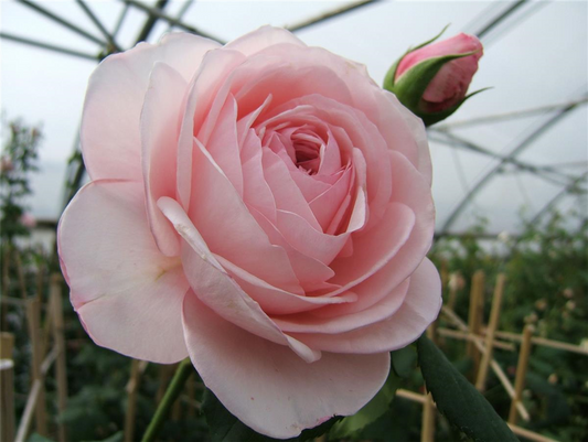 Kletterrose 'Nahéma'®