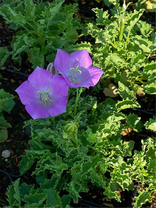Campanula carp.'Blaue Clips'