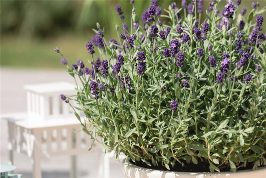 Lavandula angustifolia 'Dwarf Blue'