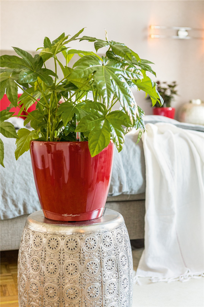 LECHUZA CLASSICO Premium 70