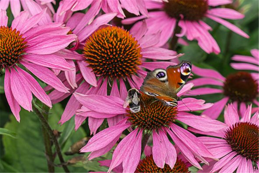 Garten-Scheinsonnenhut 'Leuchtstern'
