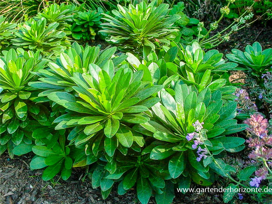 Mandelblättrige Wolfsmilch