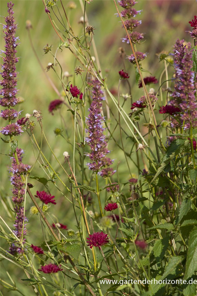 Mazedonische Witwenblume