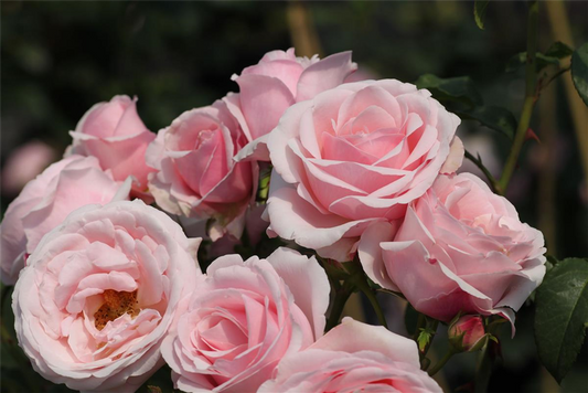 Kletterrose 'Billet Doux'®