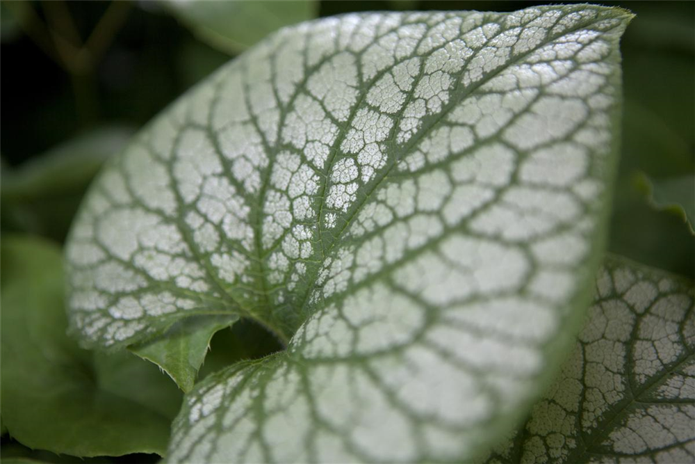 Brunnera macrophylla 'Jack Frost'  -R-