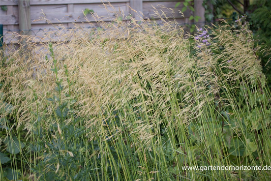 Garten-Schmiele 'Goldschleier'