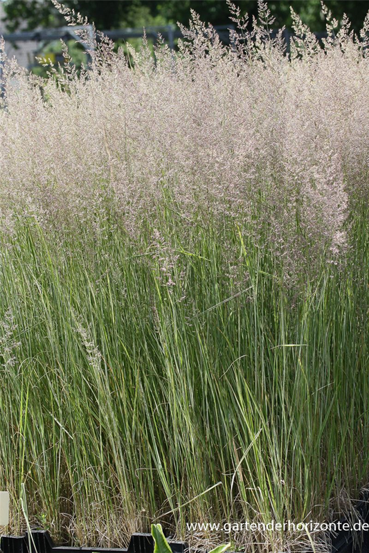 Calamagrostis x acutiflora 'Overdam'