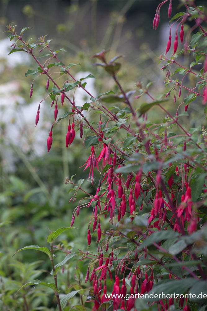 Garten-Fuchsie