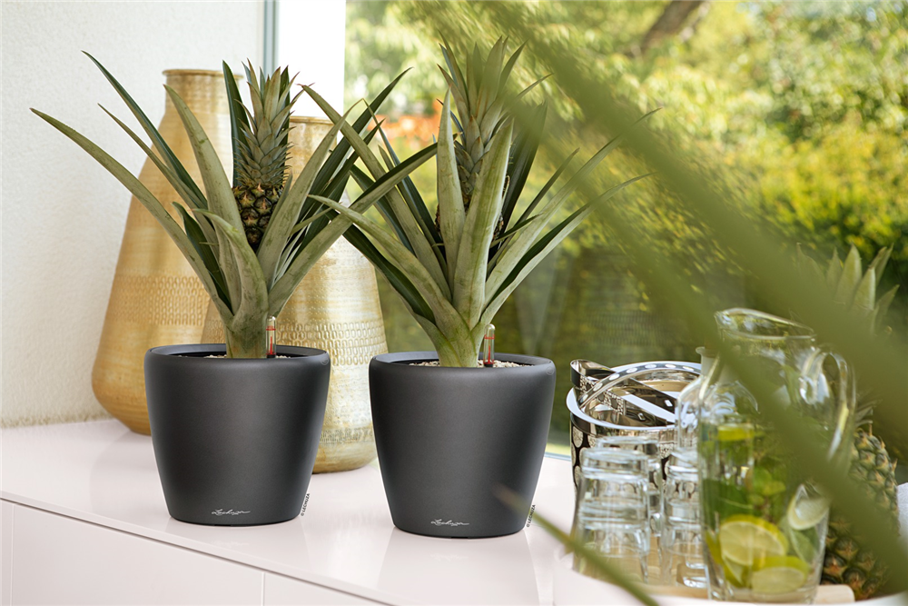 LECHUZA CLASSICO Premium 70