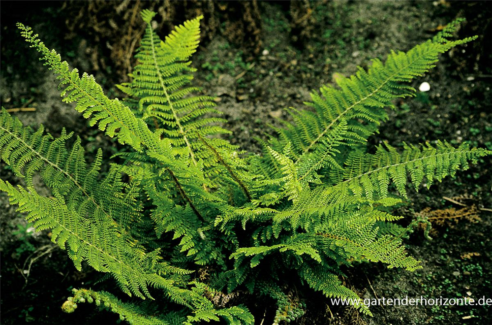 Flacher Filigranfarn 'Proliferum Herrenhausen'