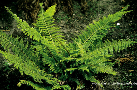 Flacher Filigranfarn 'Proliferum Herrenhausen'