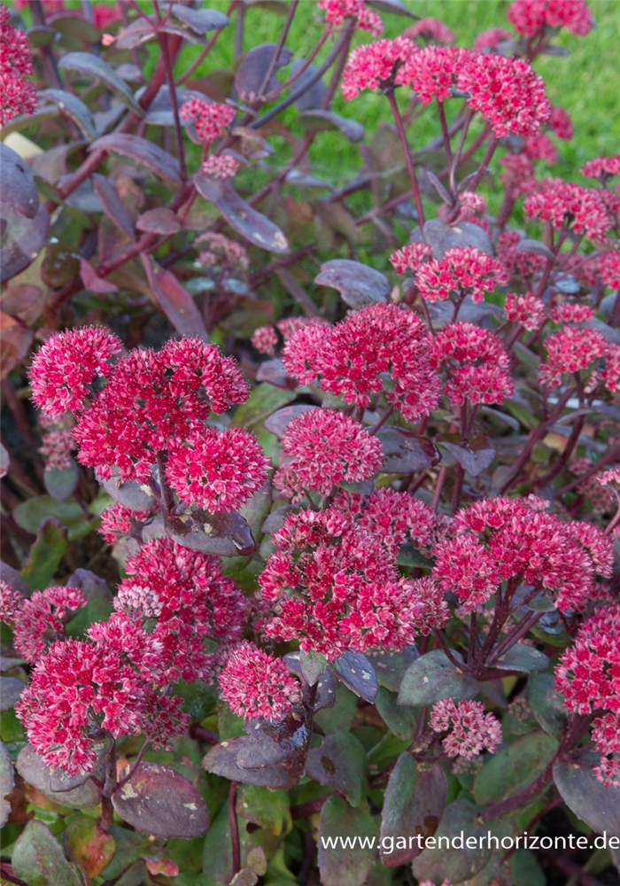Großes Garten-Fettblatt 'Red Cauli'®