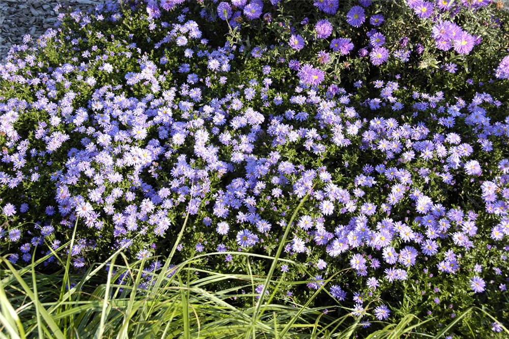 Kissen-Aster