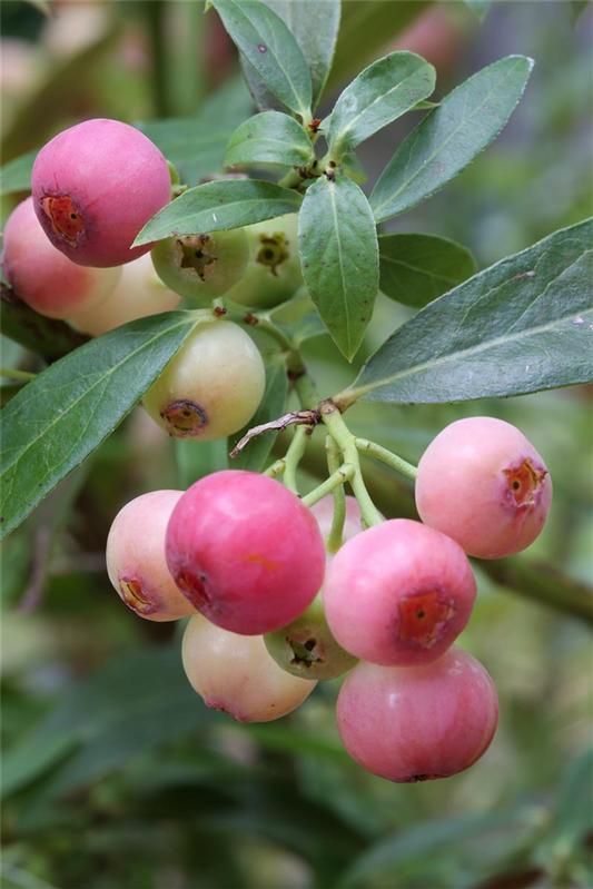 Heidelbeere 'PinkBerry'®