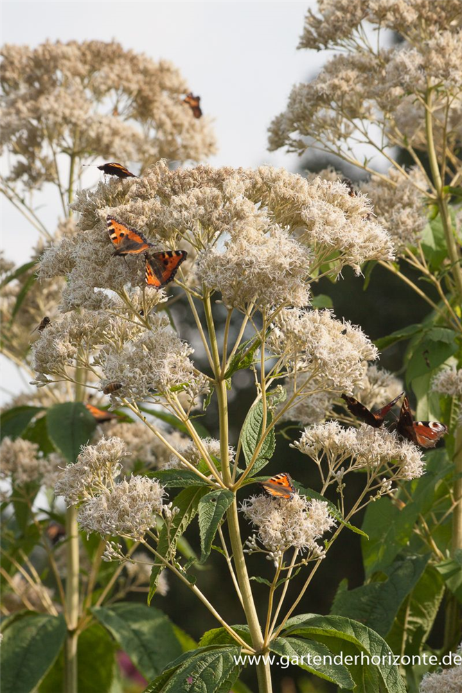Großer Garten-Wasserdost 'Bartered Bride'