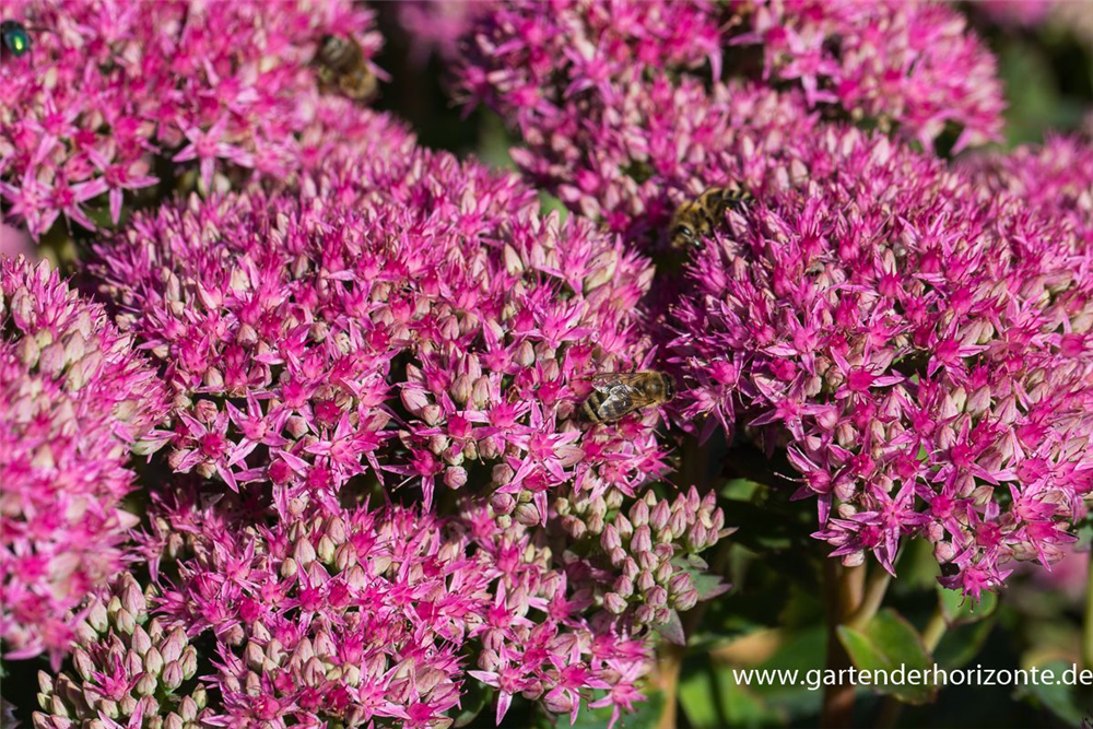 Prächtiges Garten-Fettblatt