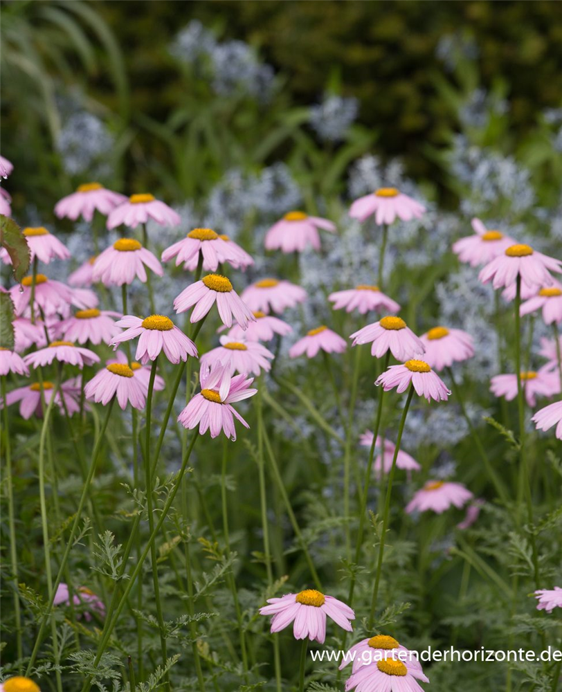 Bunte Garten-Margerite 'Robinsons Rosa'