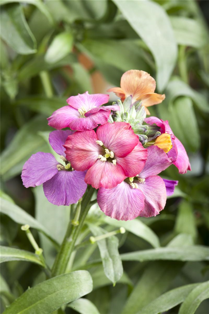 Erysimum cheiri 'Red Jep' -R-
