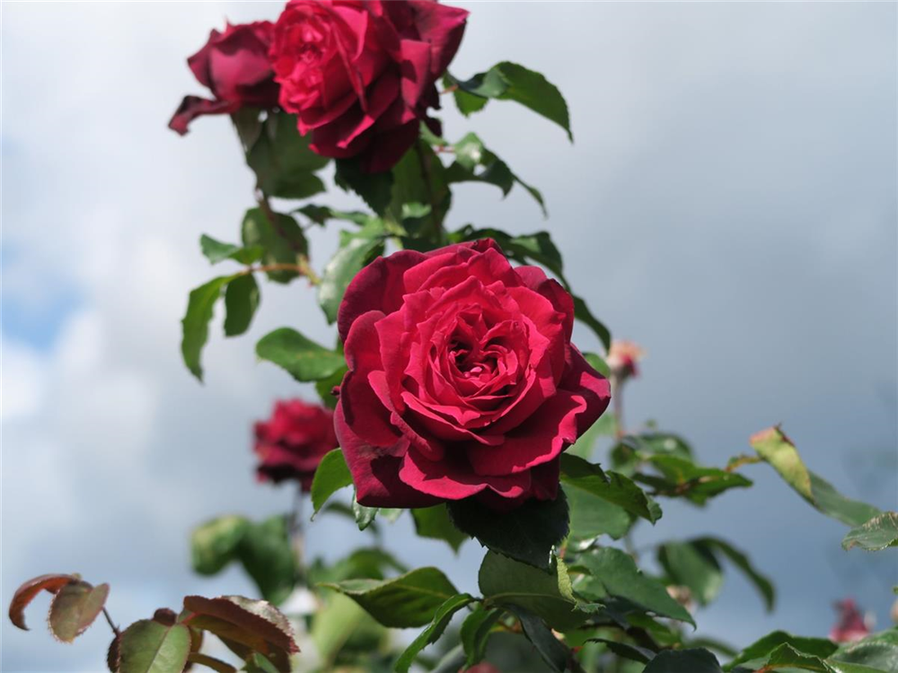 Edelrose 'Gräfin Diana'®