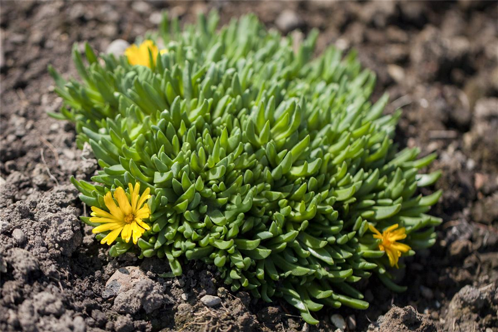 Delosperma lineare