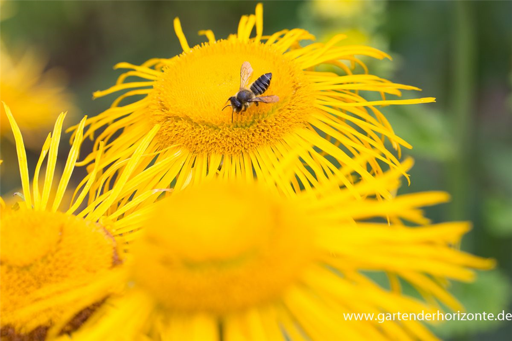 Großblumiger Scheinalant
