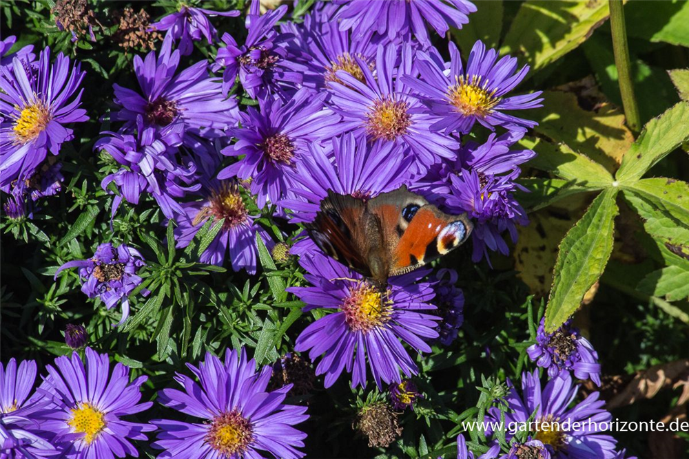 Garten-Kissen-Aster 'Augenweide'