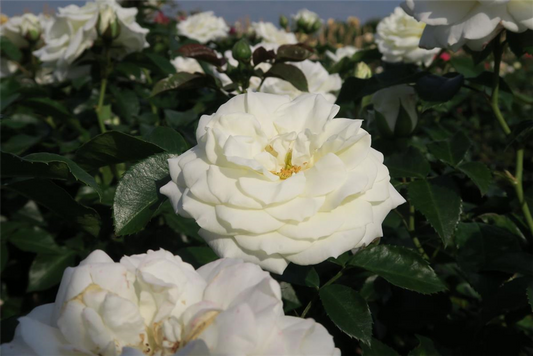 Beetrose 'Alabaster'®