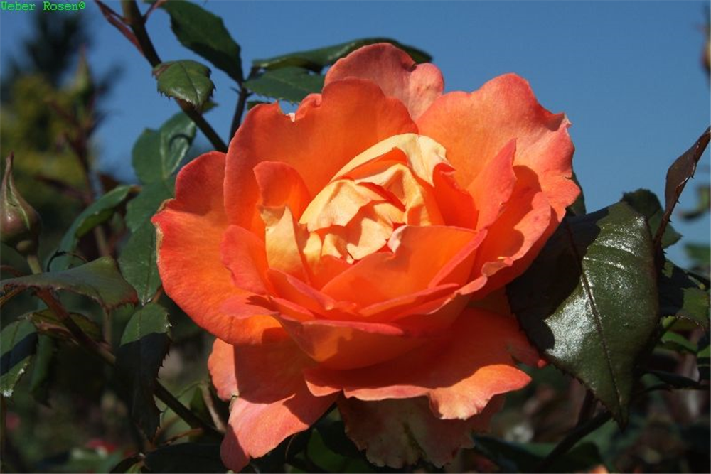 Edelrose 'Fairest Cape'