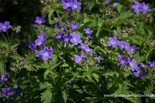 Garten-Storchschnabel 'Mayflower'