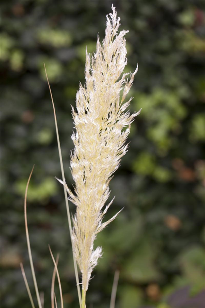 Cortaderia selloana 'Weiße Feder'