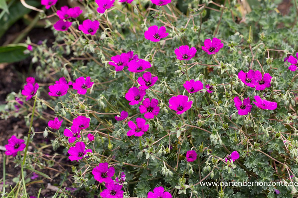 Geranium cinereum subcaulesc.'Giuseppii'