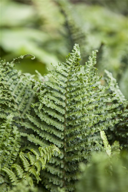 Athyrium filix-femina