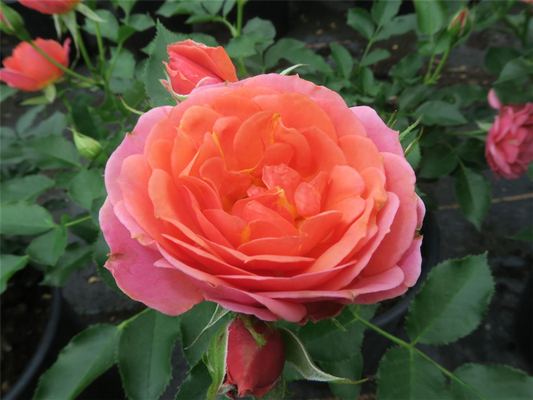 Zwergrose 'Mandarin'®