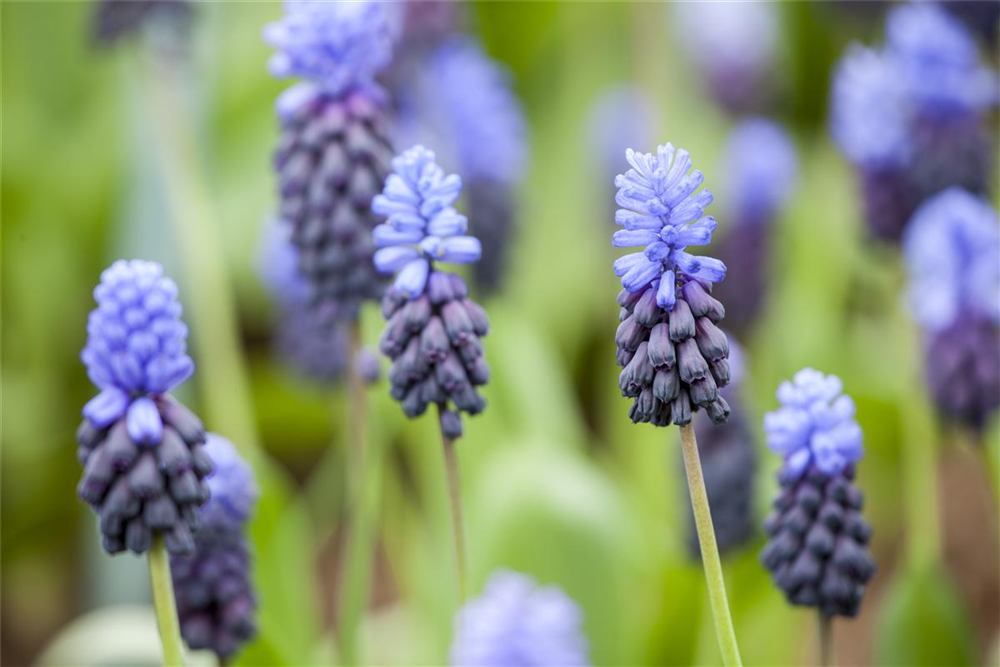 Breitblättrige Traubenhyazinthe - 10 Blumenzwiebeln