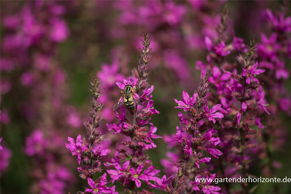 Garten-Ruten-Weiderich 'Dropmore Purple'