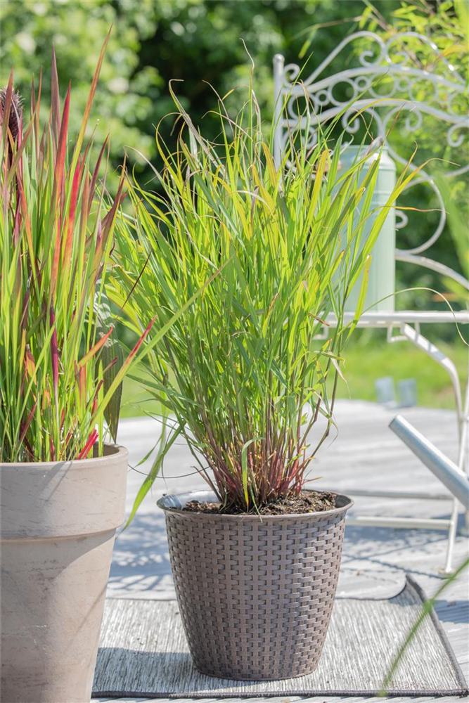 Garten-Ruten-Hirse 'Rehbraun'