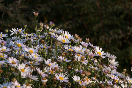 Garten-Schönaster 'Madiva'