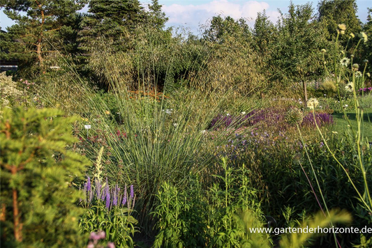 Riesen-Federgras