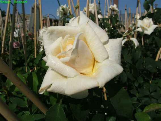 Kletterrose 'Ilse Krohn Superior'®