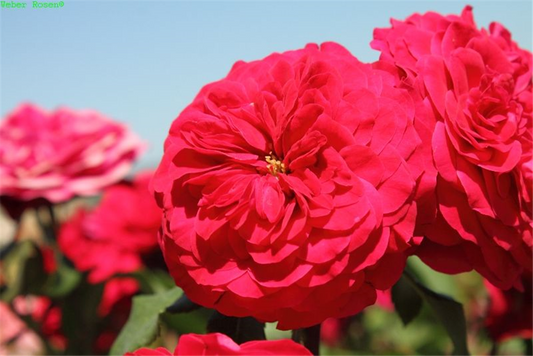 Beetrose 'Rouge Meilove'®