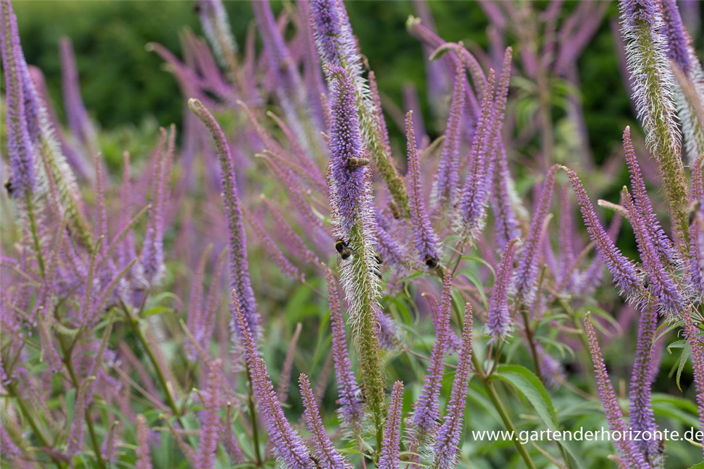 Garten-Kandelaberehrenpreis 'Fascination'