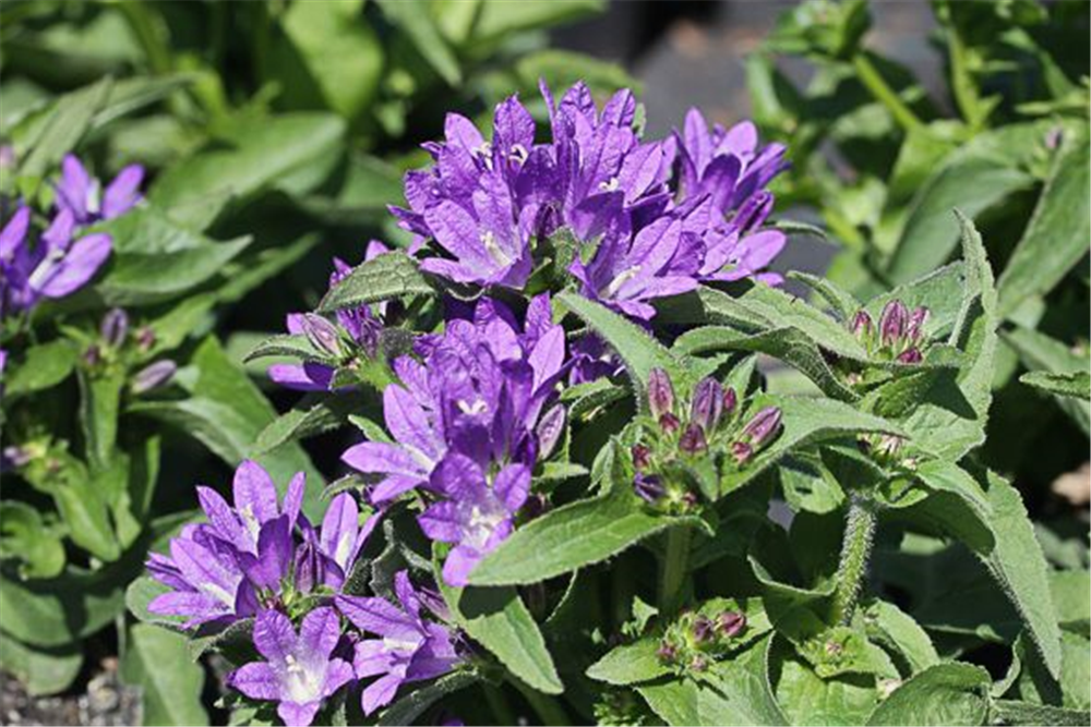 Campanula glomerata 'Dahurica', gen.