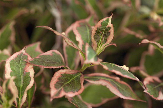Weigela florida 'Monet'®