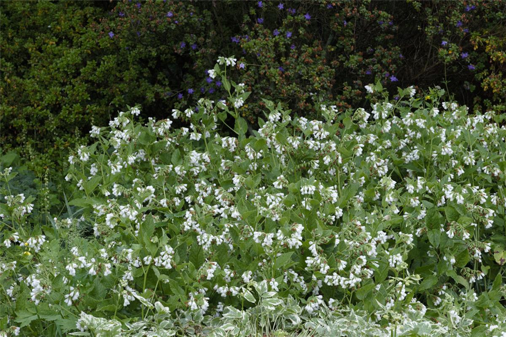 Kleiner Kaukasus-Beinwell