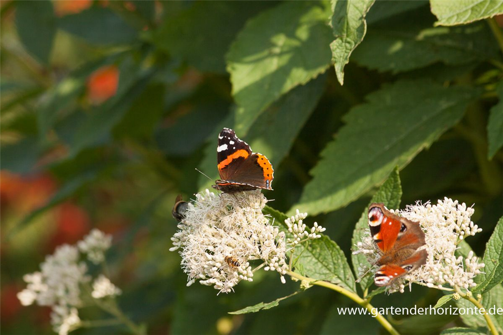 Großer Garten-Wasserdost 'Bartered Bride'