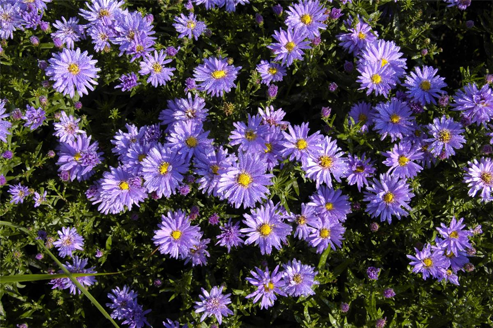 Kissen-Aster